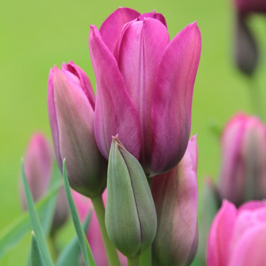 邦楽 TULIP THE TULIP COMPLETE 1976 LIVE チューリップ TULIP【超貴重音源】『チューリップがおるけん