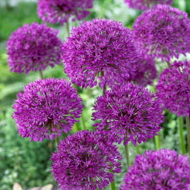 Allium Aflatunense Purple Sensation - 10 bulbs - Longfield Gardens