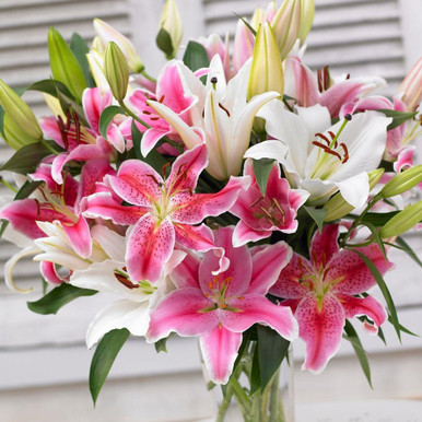 Lily 40-stem Asiatic Lilies | Costco