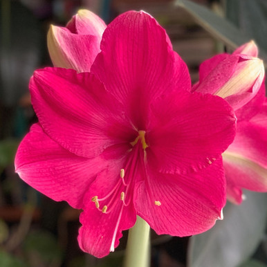 Amaryllis Single Pink Surprise 1 Bulb Longfield Gardens
