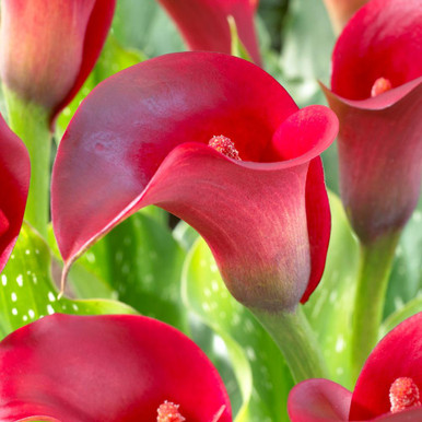 Calla Lily Callafornia Red - 3 bulbs - Longfield Gardens