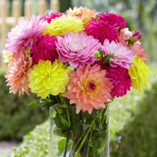 その他 DAHLIA DETA-2355__98198.1633011005.