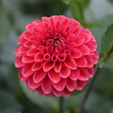 Ｄahlia☆ DETA-2554__41269.1634931329.