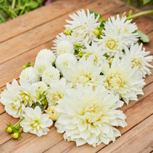 Dahlia Assorted Cherry Crush Collection 8 tuber clumps