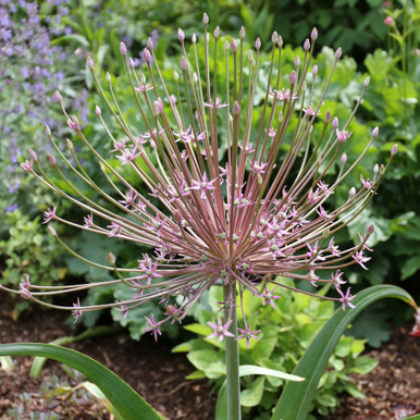 ［新品］SLOTHREAT Allium Pre-order Longfield Gardens Allium | Costco