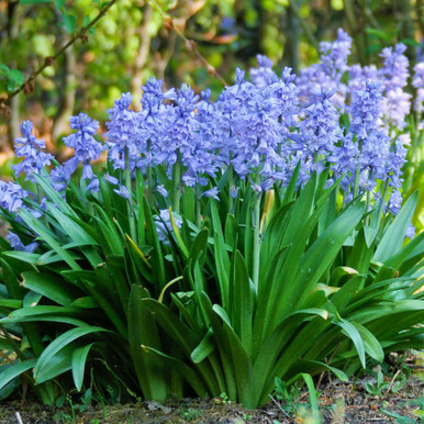 Scilla Hyacinthoides Campanulata Blue - 25 bulbs - Longfield Gardens