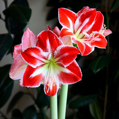 Amaryllis Single Spartacus - 1 bulb - Longfield Gardens