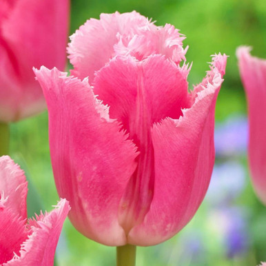 ☆ TULIP さま　専用　☆ Tulip Fringed Izumi - 10 bulbs - Longfield Gardens