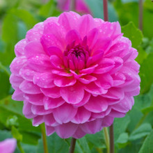 Dahlia Decorative Summer Jewels Mix - Bulk Offer - 6 tuber
