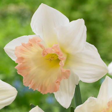 British Gamble Giant Daffodil