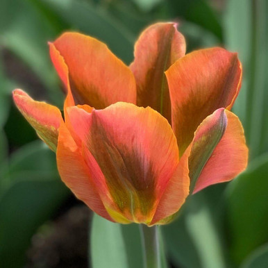 Tulip Viridiflora Artist - 10 bulbs - Longfield Gardens