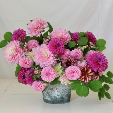 Dahlia Assorted Flirty Fleurs Chelsea Collection - 15 Tubers ...