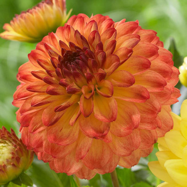 Dahlia Decorative Icoon - 3 tubers - Longfield Gardens