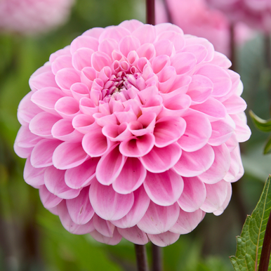 f*a様 apolina Magrit Suntop - Dahlia 5-7y Amazon.com : Seeds Dahlia Pompon Ball Mix Flowers Beautiful