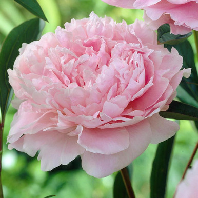 Peony – Wolf and Lamb