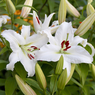Lily Oriental Casa Blanca - 5 bulbs - Longfield Gardens