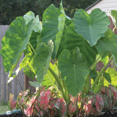 Colocasia Esculenta Hawaiian Punch - 1 bulb - Longfield Gardens