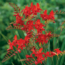 Crocosmia Lucifer - 24 corms - Longfield Gardens