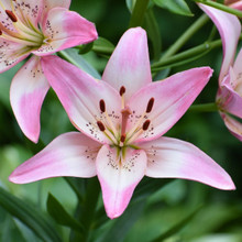 Lily Asiatic Rosella's Dream - 5 bulbs - Longfield Gardens
