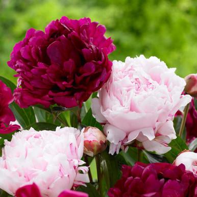 ★Peony★ Garden Candy™ Evie Jane Itoh Peony, Monrovia Plant