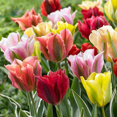 Tulip Viridiflora Assorted - 20 bulbs - Longfield Gardens