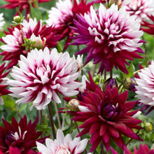 Dahlia Decorative Rebecca's World - 2 tuber clumps