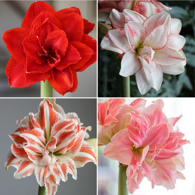 Amaryllis Double Shine (Hippeastrum) - Fluwel