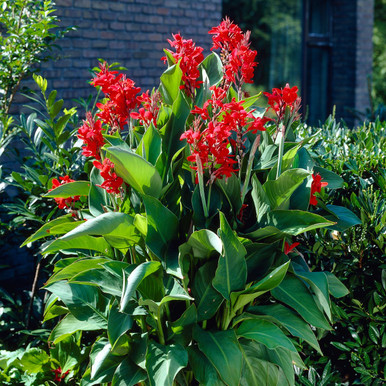 Canna Medium The President - 3 rhizomes - Longfield Gardens