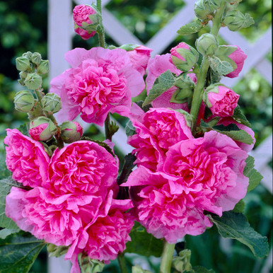 Chater's Double Pink Hollyhock (Alcea rosea 'Chater's Double Pink') in Red  Deer Sylvan Lake Lacombe Blackfalds Innisfail Alberta AB at Parkland Garden  Centre