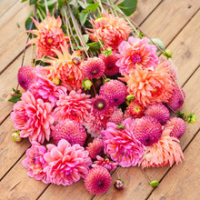 Dahlia 'Drama Queen' — Northwest Blooms