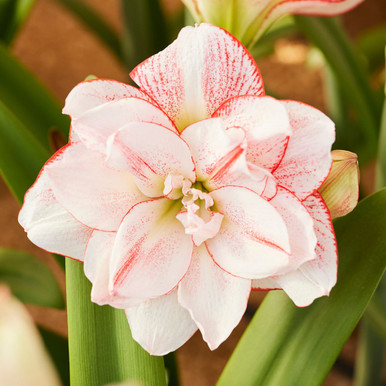 Amaryllis Double Striped Amadeus - 1 bulb - Longfield Gardens