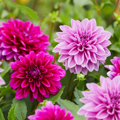 Dahlia Dinnerplate Thomas Edison & Lilac Time - 4 tuber clumps
