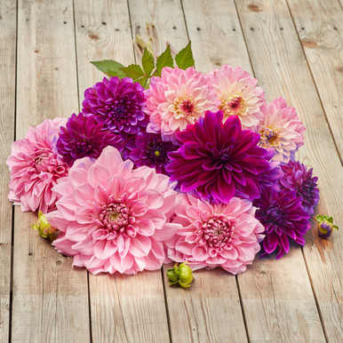 Dahlia Assorted Berry Jazz Collection 6 tuber clumps - Longfield