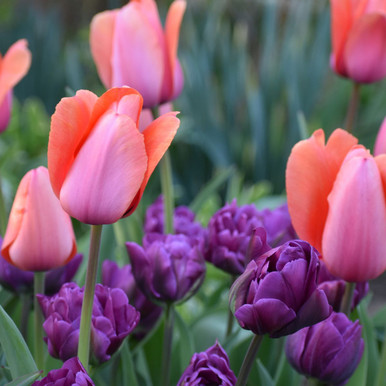 Tulip Assorted Apricot Impression & Negrita Double - 40 bulbs