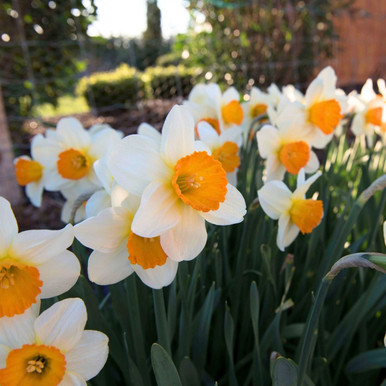 Daffodil Large Cupped Sempre Avanti - 75 bulbs - Longfield Gardens