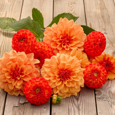 f*a様 apolina Magrit Suntop - Dahlia 5-7y apolina Magrit Suntop - Dahlia 5-7y