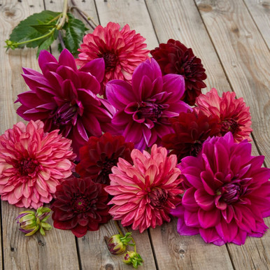 Dahlia Decorative Plum Perfection Collection - 6 tuber
