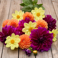 Dahlia Assorted Sunlit Jewel Collection - 6 tuber clumps