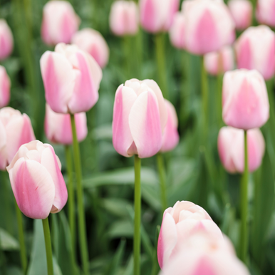 11__27352.1744749244.386.513.