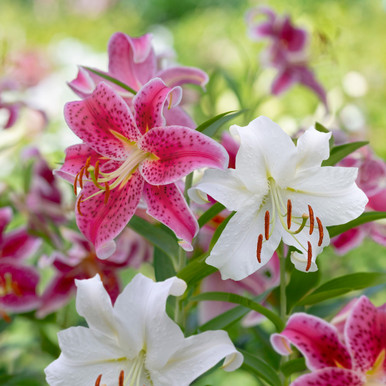 Lily_Stargazer_Casa_Blanca__09