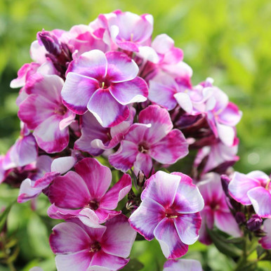 Phlox Paniculata Neon Flare Blue - 3 bare roots - Longfield Gardens