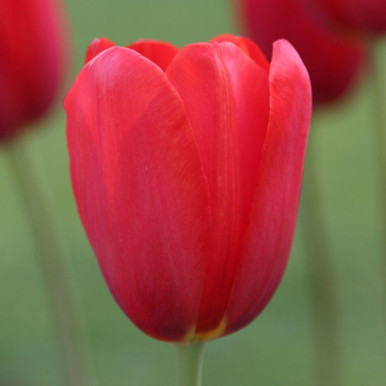 これこそが「TULIPポップ」だ! The Complete Single Amazon.co.jp: これこそが「TULIP ポップ」だ！The Complete