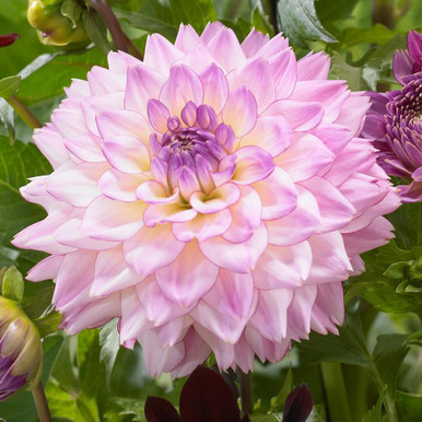 Dahlia Decorative Colorful Investment - 3 tubers - Longfield Gardens