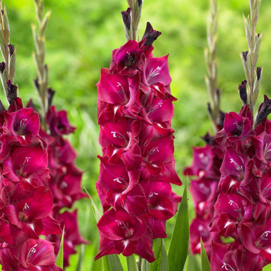 dark red gladiolus