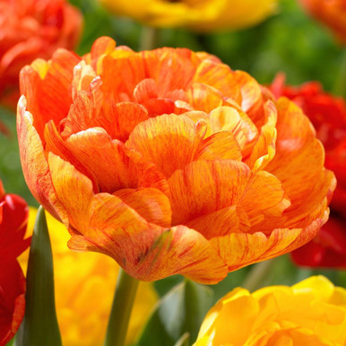Tulip Double Late Sun Lover - 10 bulbs - Longfield Gardens