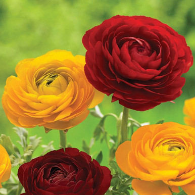 Ranunculus Tomer Red & Yellow (Fall) - 50 corms - Longfield Gardens