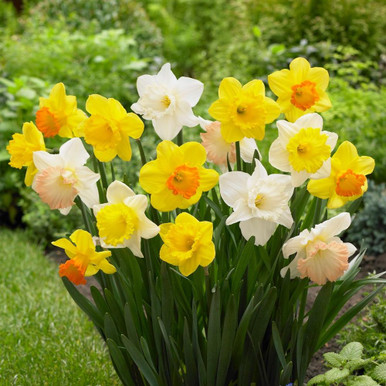 Daffodil Mix Long Lasting Mix - Bulk Offer