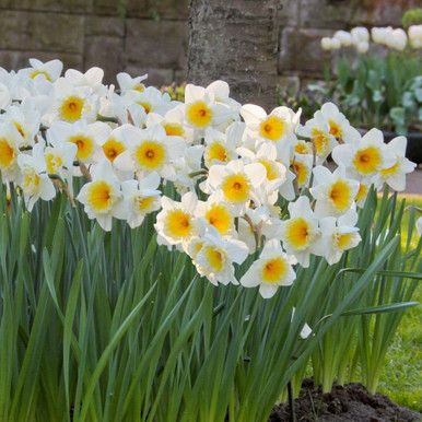 Longfield Gardens Daffodils, 100 count