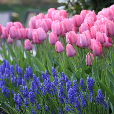 Tulip Mystic Van Eijk & Muscari Armeniacum - 70 bulbs - Longfield