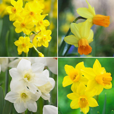 Daffodil Assorted Miniature Daffodil Collection - 70 count - Longfield
